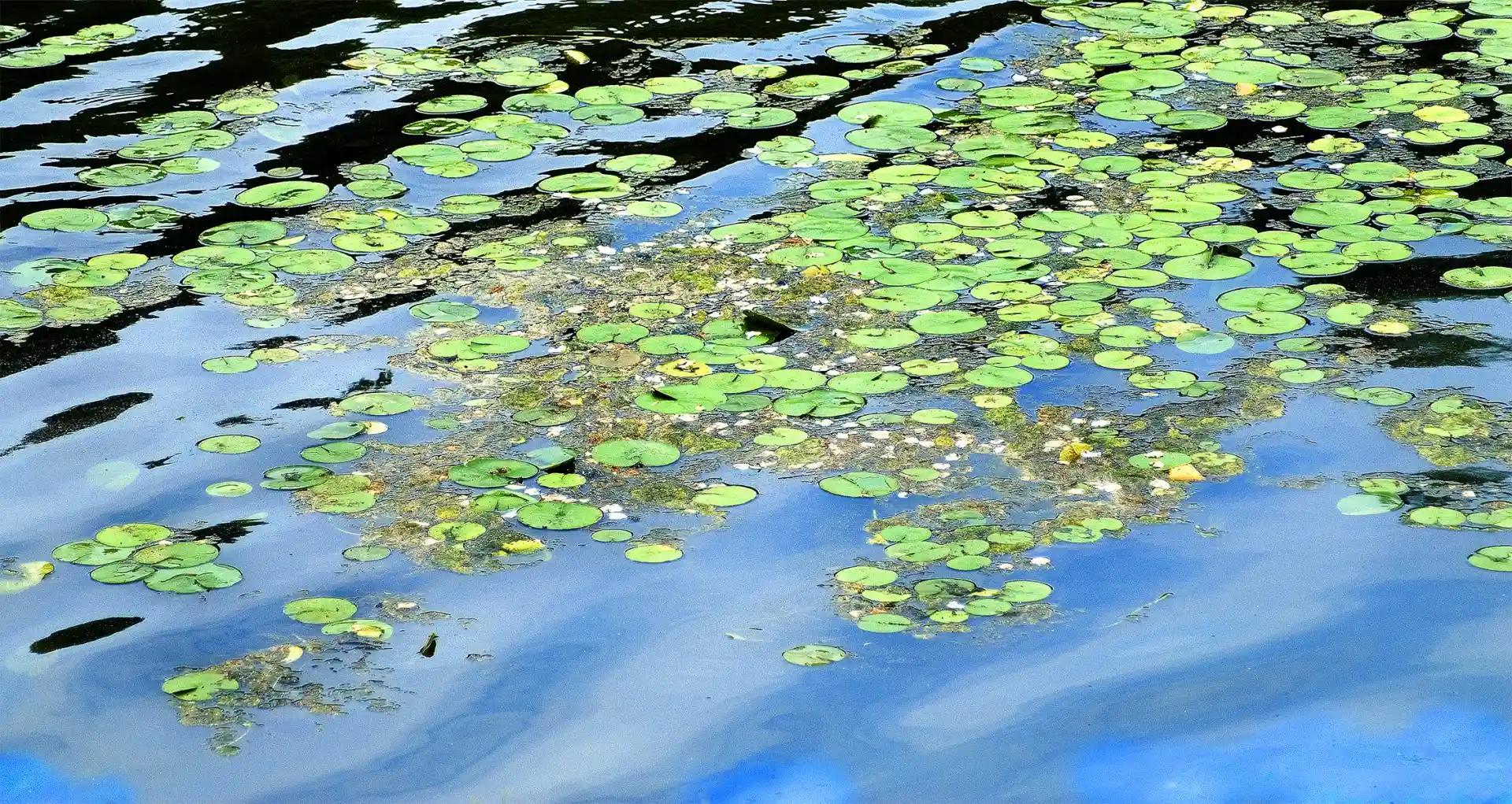 Floating aquatic plants on river